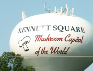 9.12.2014 Kennett and Mushrooms