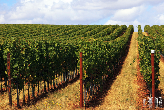 Twin Brook Winery listed for Sale at $2.9m as Harvest Season Begins