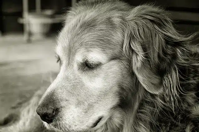 West Chester Company Helps Service Dog in Need