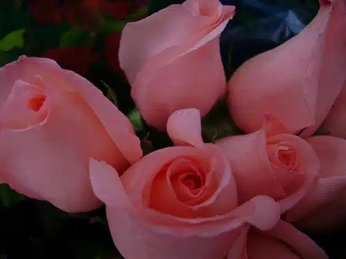 Star Roses and Plants Wins National Awards