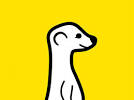 meerkat