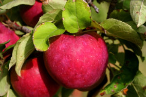On Sunday, head over to Highland Orchards for Fall Harvest Weekend.