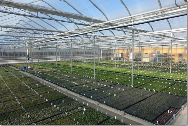 North Creek's 1.2 acre Propogation House