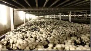 mushrooms%201