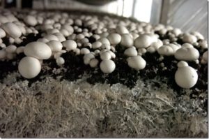 mushrooms%202
