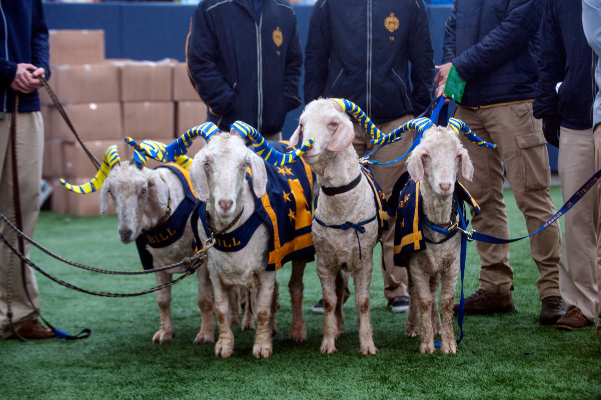 Unionville’s New Bolton Center Treats Sick Navy Goat Before Saturday’s Army Game