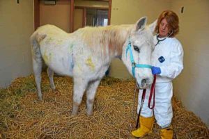 Dr. Rose Nolen-Walston with Lily in March, shortly after the horse was rescued.--via Daily Local News.