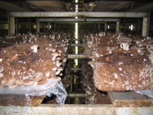 Shiitake (Lentinula edodes) mushrooms.