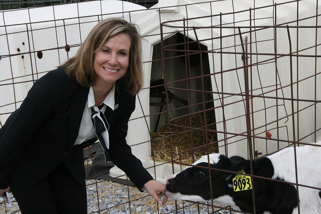 Commissioner Michele Kichline feeds a calf during the Commissioner's 2015 Farm Tour via the Chester County Planning Commission.