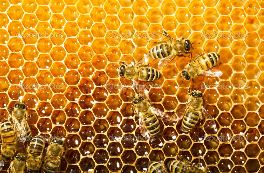Bees working on their honeycomb--photo via RecipeHub.com