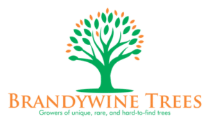 brandywine-trees