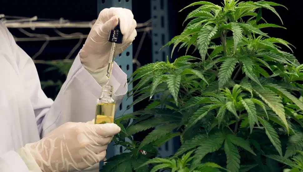 medical marijuana