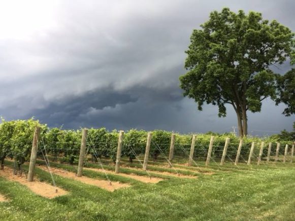 The four signature wines of the Va La Vineyards are La Prima Donna, Silk, Mahogany, and Cedar, made using Viaggio's ancient Piemonte methods.
