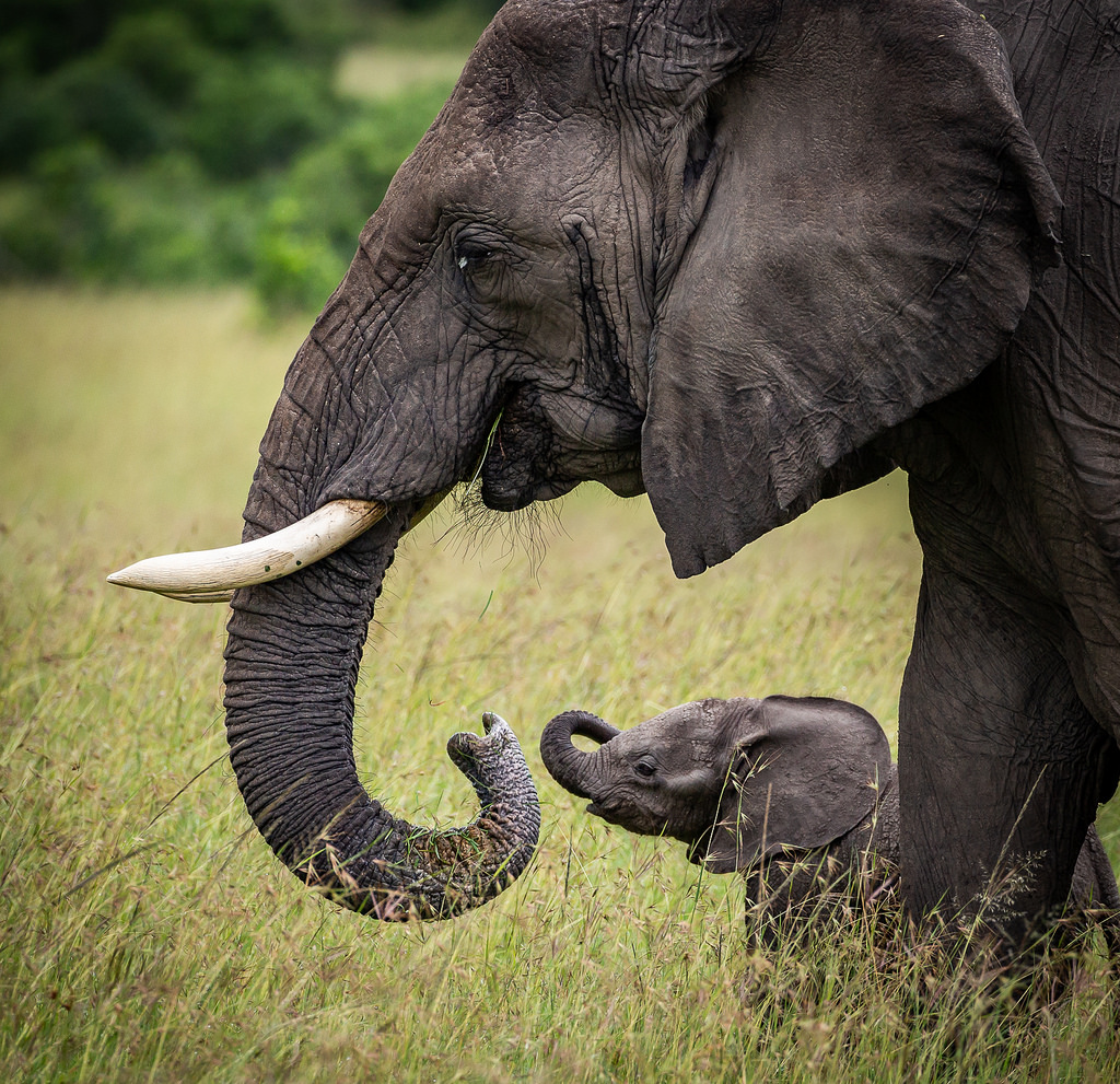 Elephants Emerge as Champion Scent Detectors