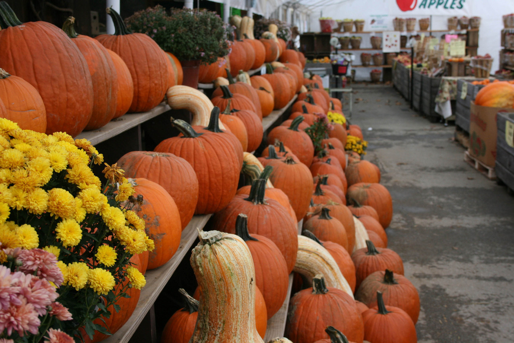 Plan Your Fall Weekends with VISTA Today’s Free Guide to Chester County’s Pumpkin Patches & Halloween Fun