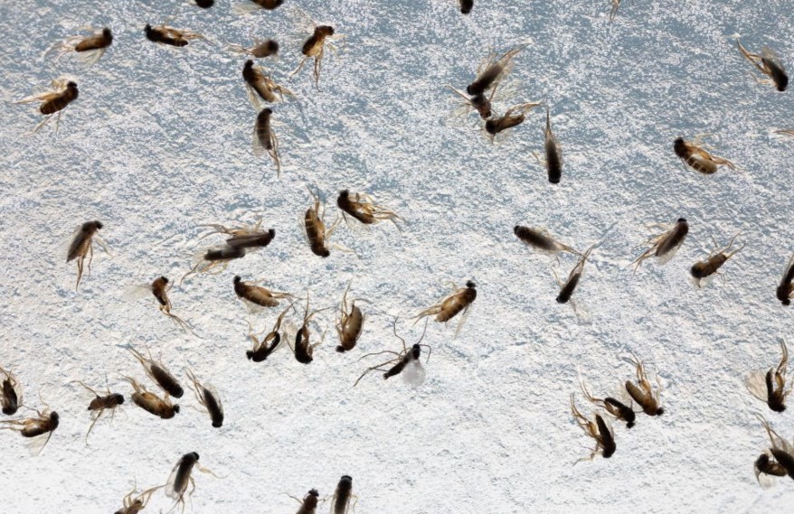 Penn State to Hire Researcher to Act as Chester County’s Liaison in Fight Against Mushroom Flies