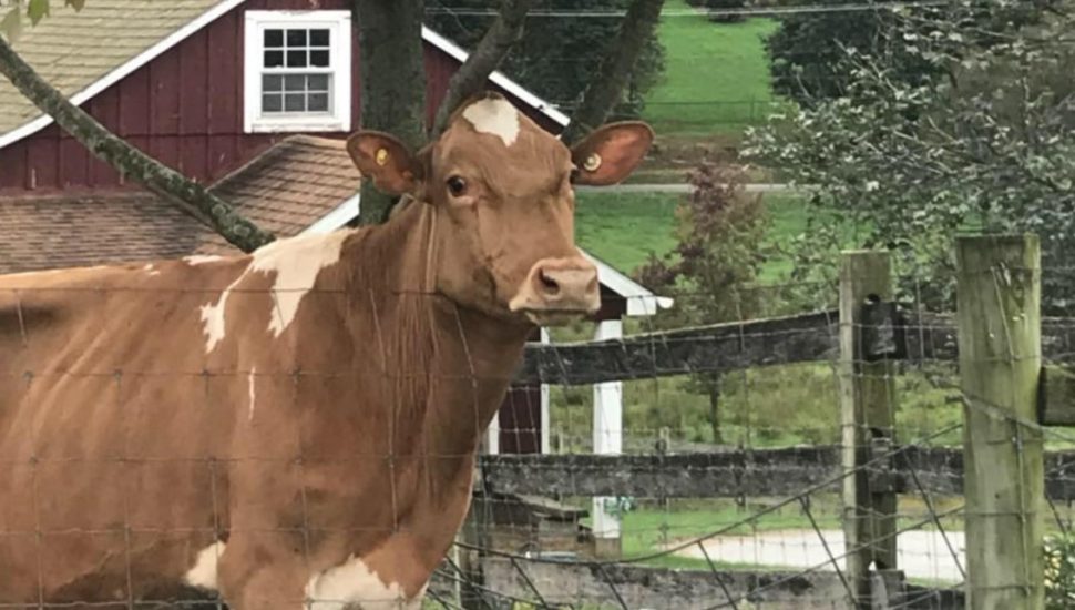 Product Innovation Enables Dairy in West Chester to Stand Strong in a Struggling Industry