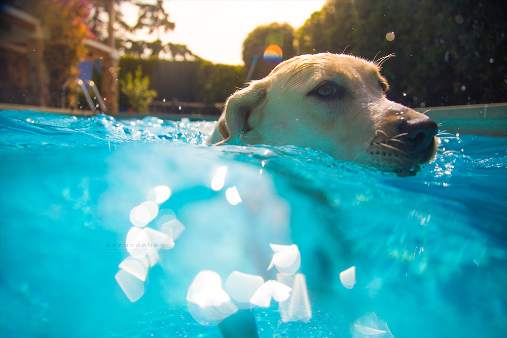 West Chester Family Transforms Backyard into Water Oasis