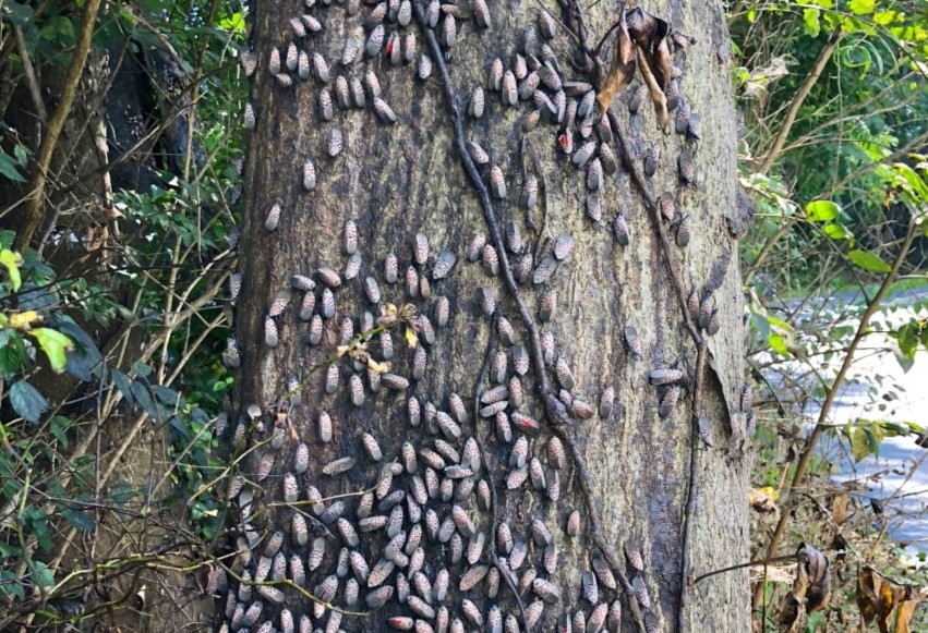 Citizen Soldiers Doing Their Best, but Enemy Lanternflies Continue to Advance