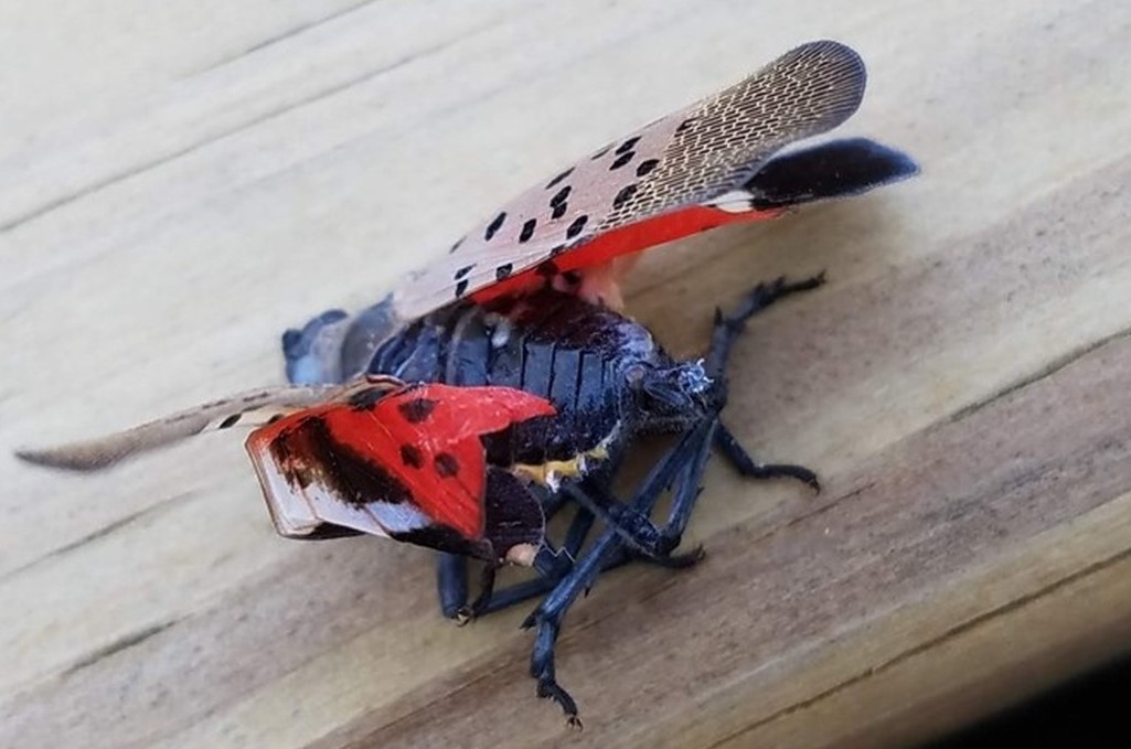 Best Methods for Combatting Spotted Lanternfly During Nymph Stage