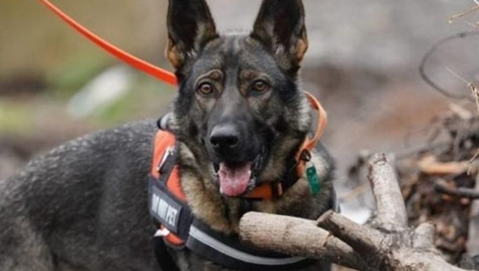 Newest Champion in Fight Against Spotted Lanternfly: Lucky the Egg-Sniffing Dog