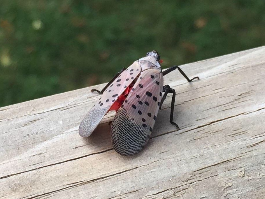 Help Prevent Spotted Lanternfly Population Growth by Destroying the Eggs