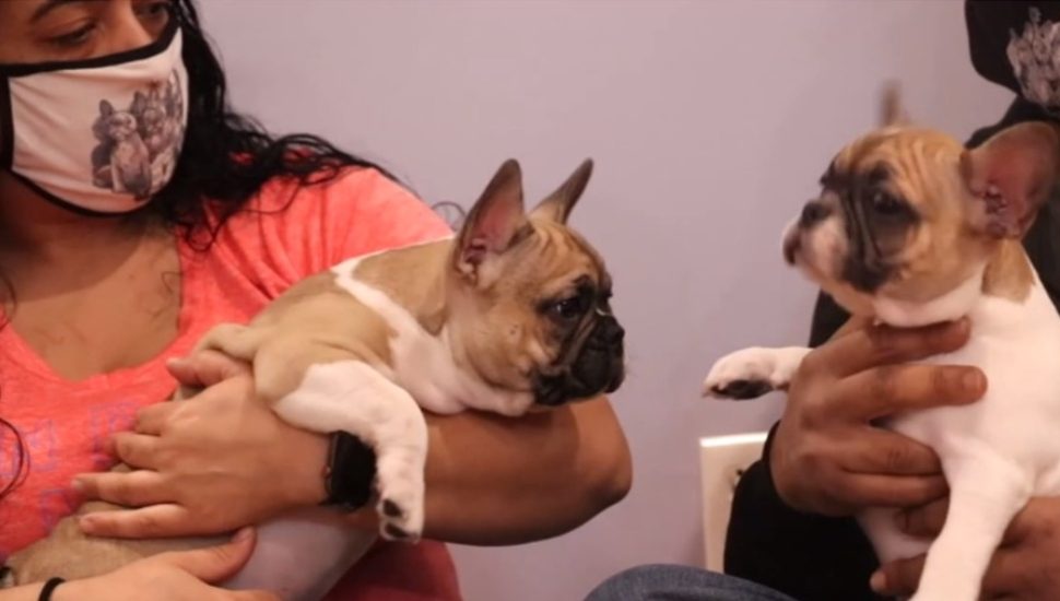 How a Dog-Breeding Couple in Avondale Turned Grief on Its Furry, Pointed Ear