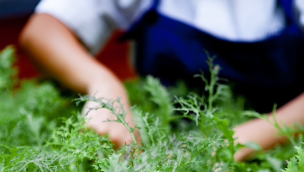 farm to table ssm