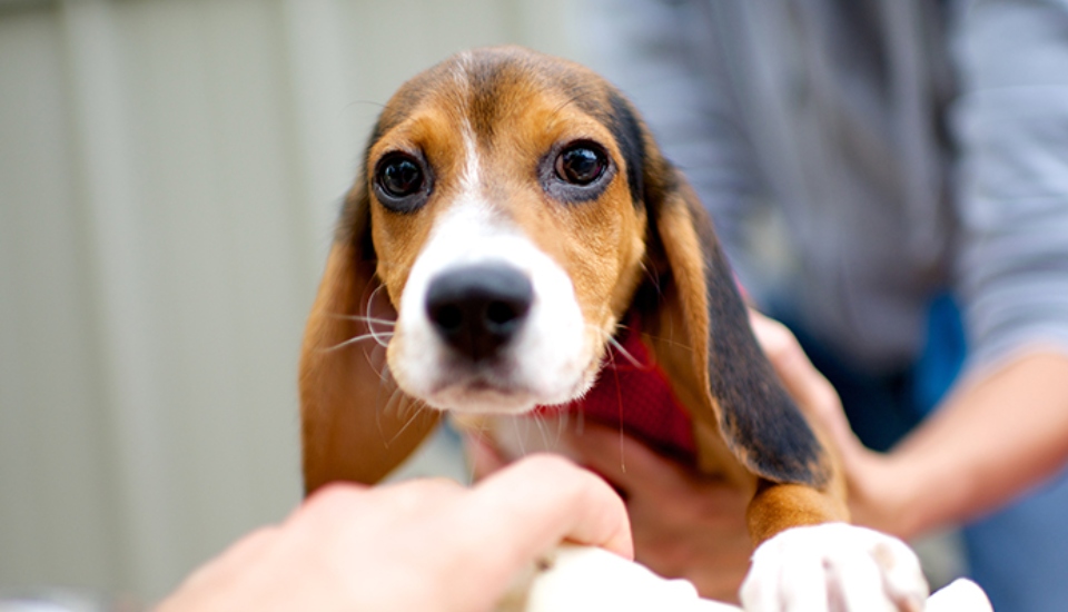 Main Line Animal Rescue