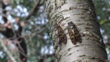 Tracking Brood X cicadas in Pennsylvania and nationally