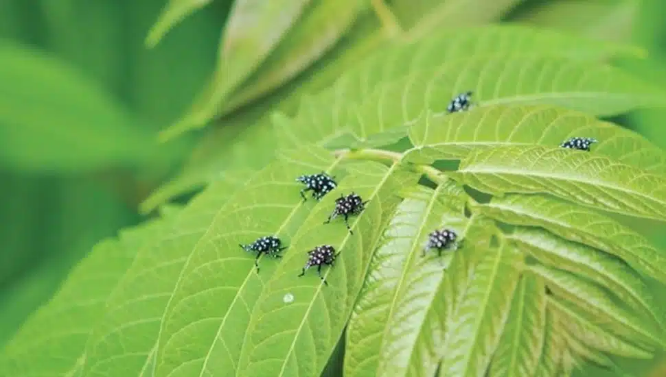 Spotted Lanternfly nymphs Bucks County