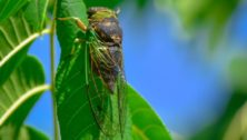 Cicadas