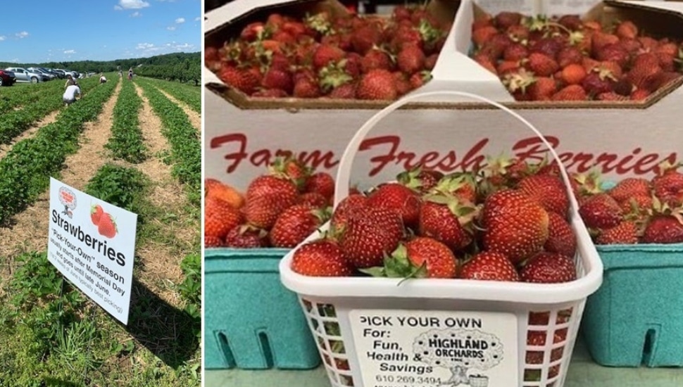 Highland Orchards