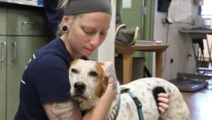 A staff member at Main Line Animal Rescue provides some TLC to a heartworm patient.