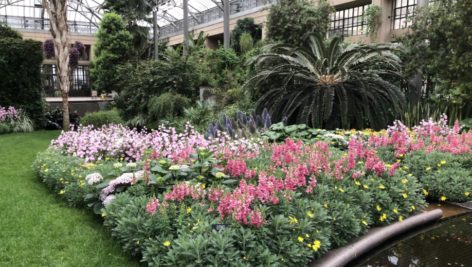 A flower bed at Longwood Gardens Conservatory