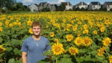 Gunther Sunflower Field