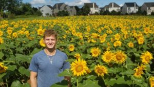 Gunther Sunflower Field