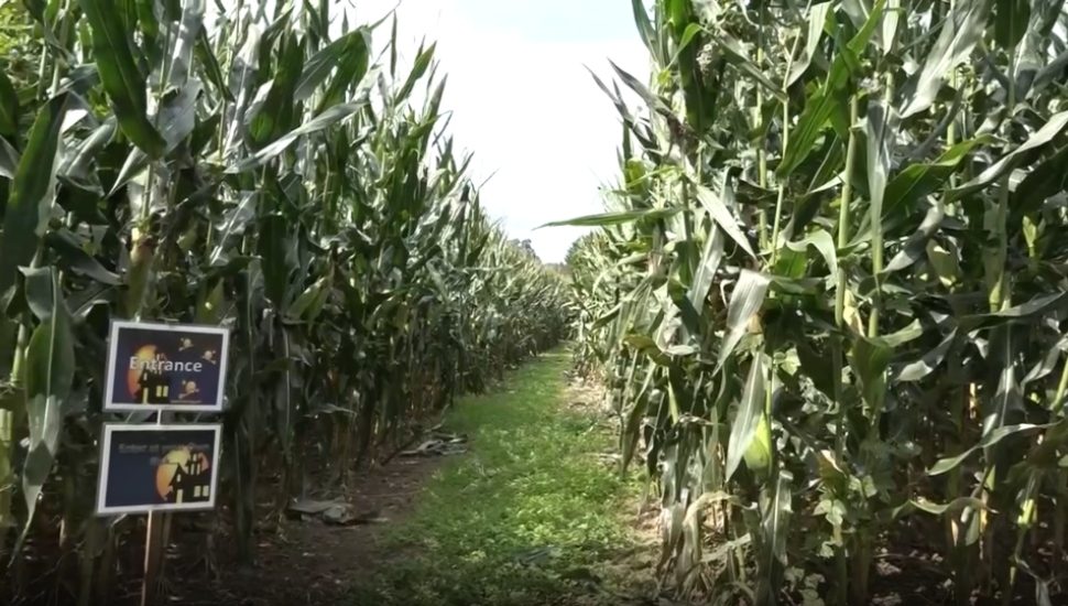 Lytle's Farm corn maze