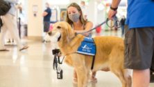 dogs soothe anxious travelers
