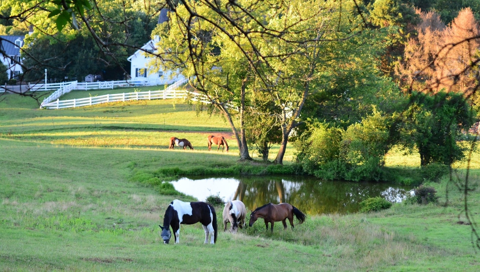 horses and cows