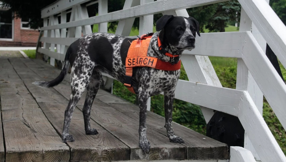 dog on a bridge