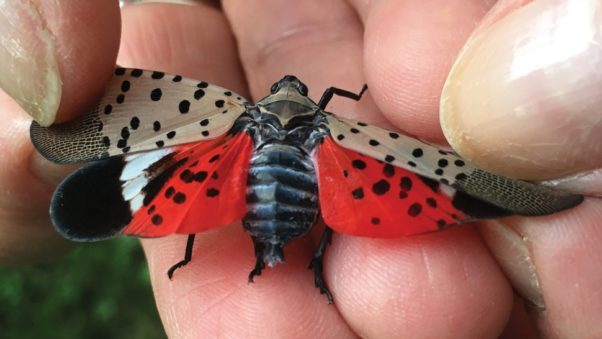 Spotted Lanternfly - Vista.today