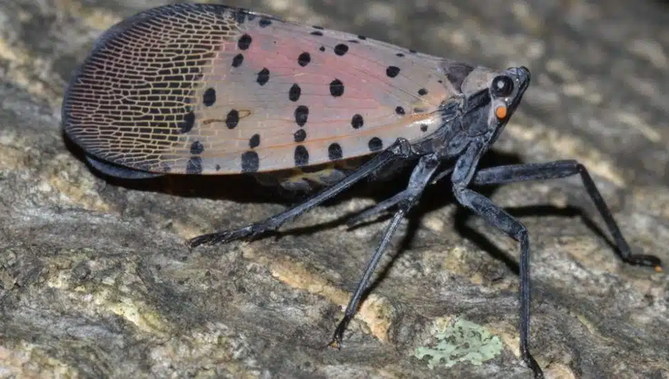 Spotted Lanternfly