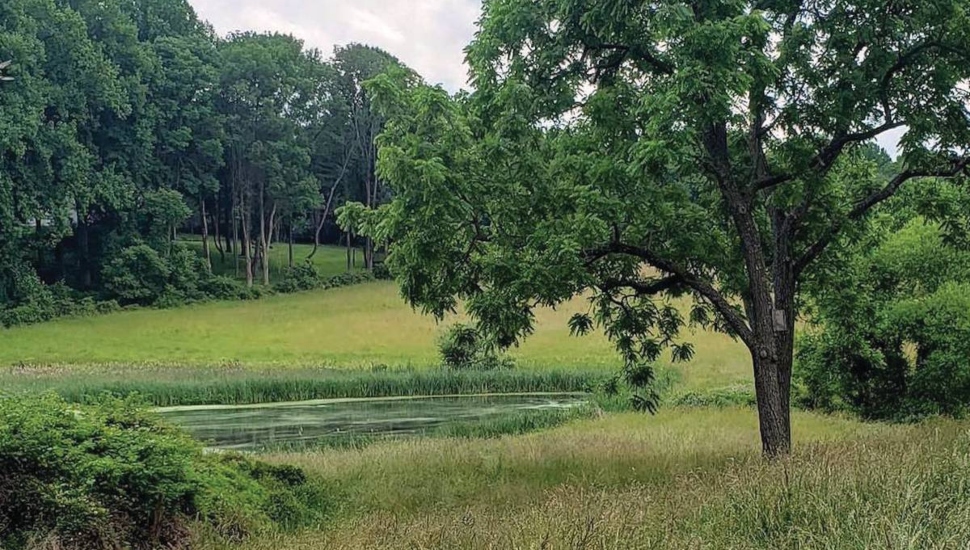 field and pond