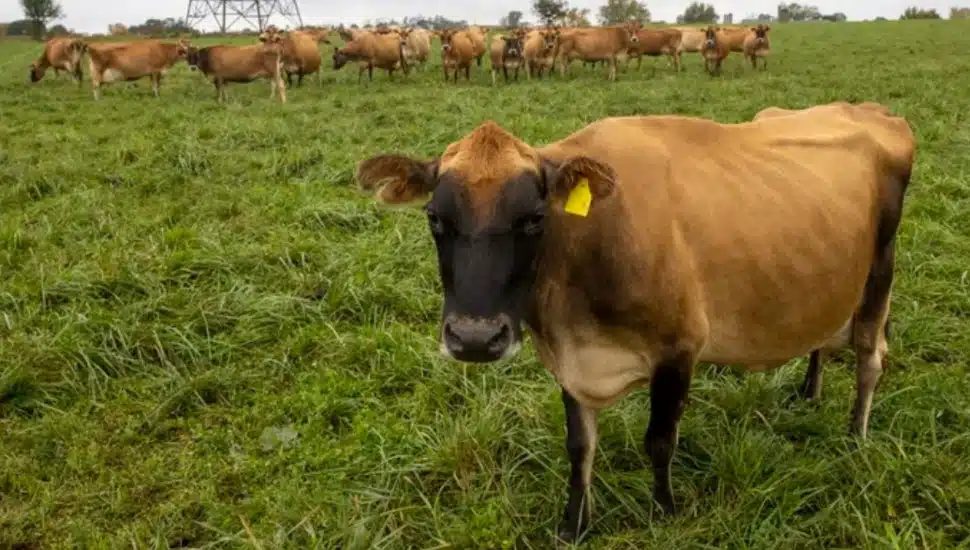cow in a field