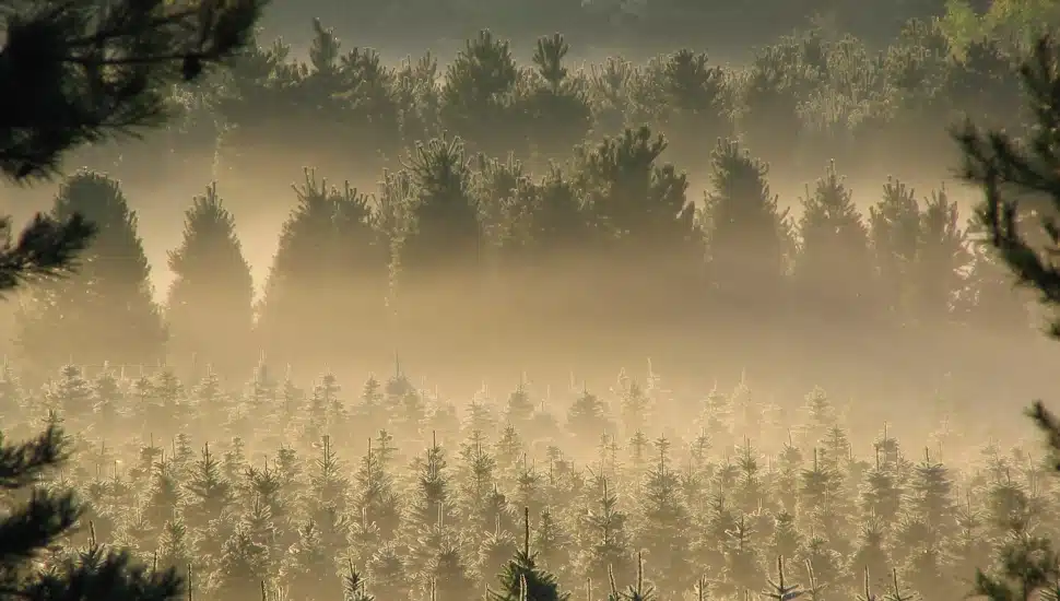 If You See It, Saw It: Chester County Farms Ready for Christmas Tree Shoppers