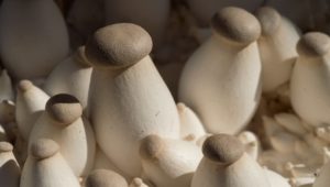 tray of mushrooms