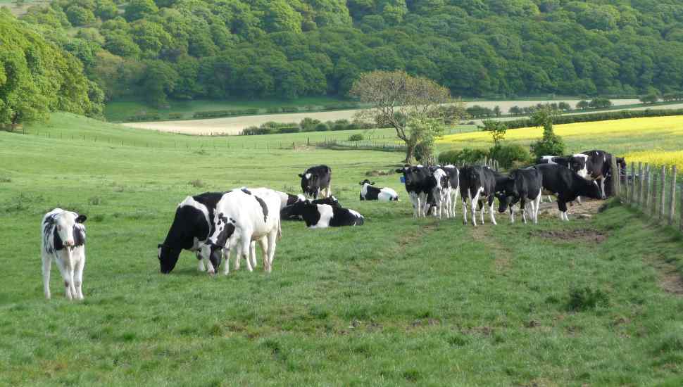 With More Land Preserved in Oxford and Cochranville, Chester County’s Rich Agricultural Heritage Gets Richer