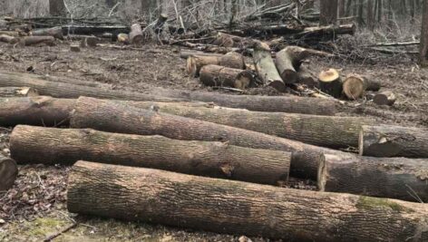 a lot of logs on a lot