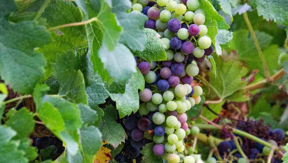 grapes